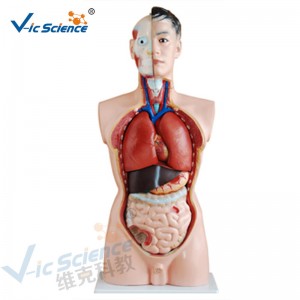 Anatomia człowieka Model ludzkiego ciała 85 cm Model tułowia męskiego 19 części